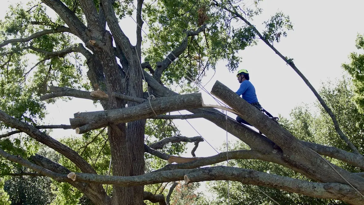 Professional Hazardous Tree Removal performed by certified arborists in Grenville